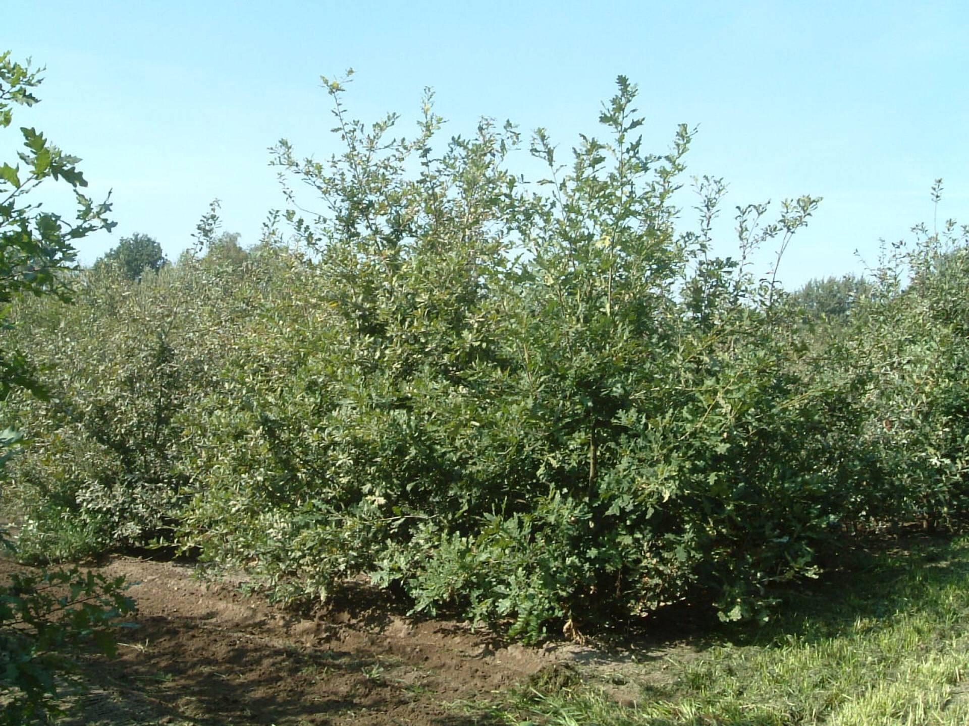 Quercus robur_07